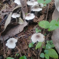 Termitomyces microcarpus (Berk. & Br.) Heim (Heim, 1942)